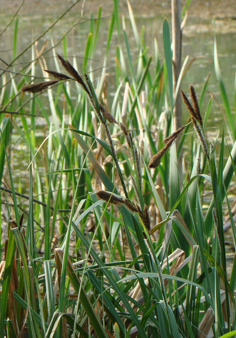 Изображение особи Carex riparia.