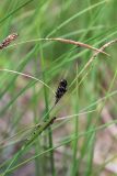 Carex nigra. Верхушка побега с соплодиями, поражёнными Anthracoidea heterospora. Московская обл., Солнечногорский р-н, Щепкино верховое болото. 17.06.2018.