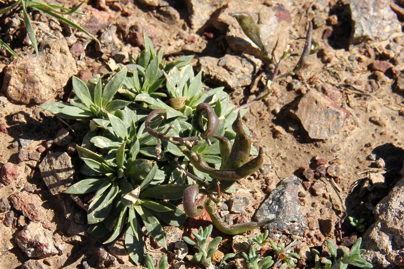 Изображение особи Parrya saxifraga.