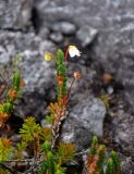 Cassiope tetragona. Верхушка побега с цветком, бутоном и плодом. Мурманская обл., Хибины, перевал Северный Чорргор, ≈ 1000 м н.у.м., каменистый склон. 10.08.2018.