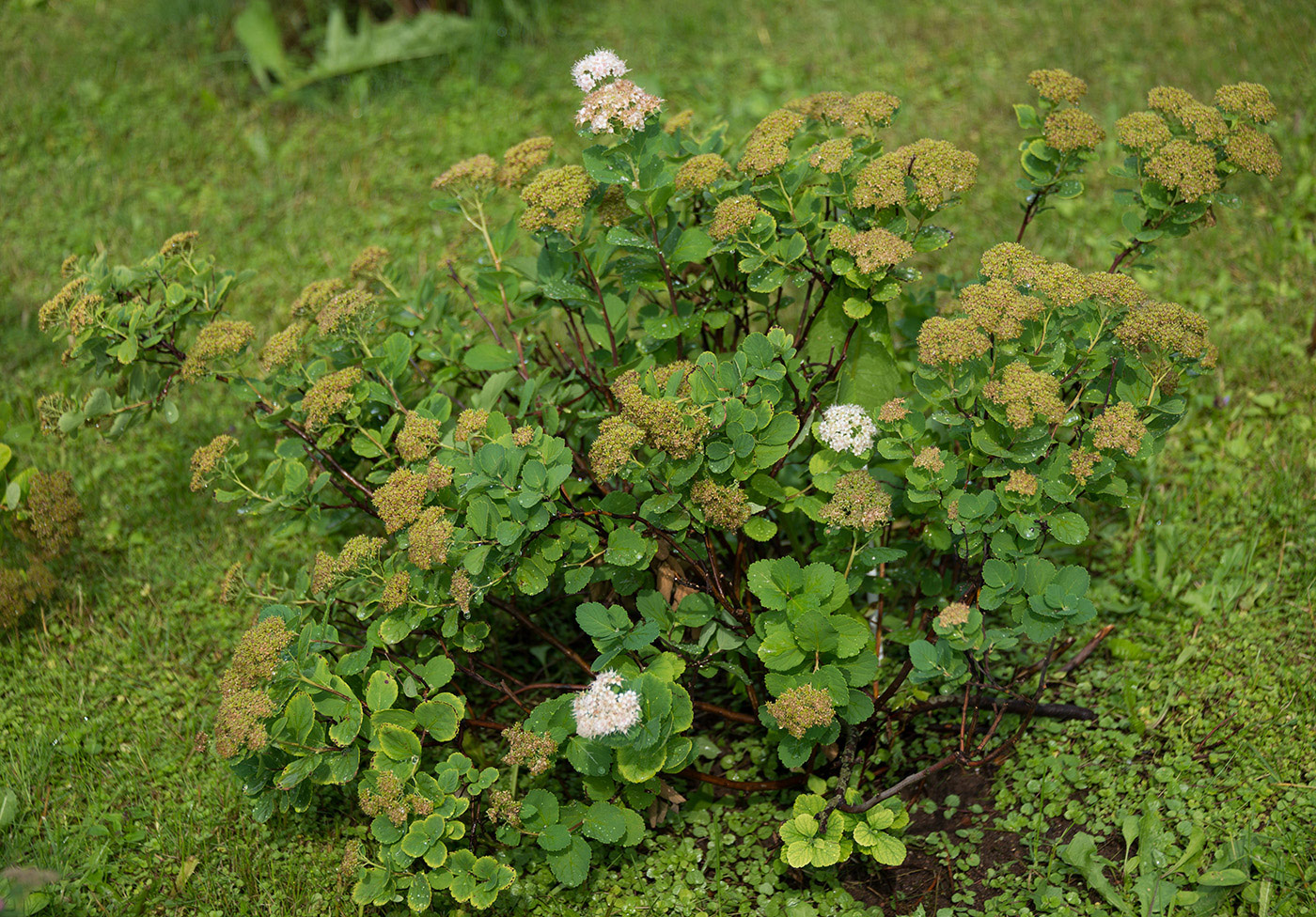 Изображение особи Spiraea betulifolia.