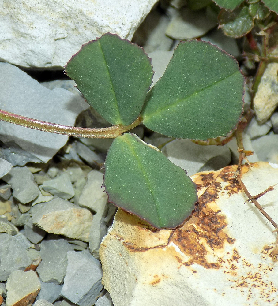 Изображение особи Medicago orbicularis.