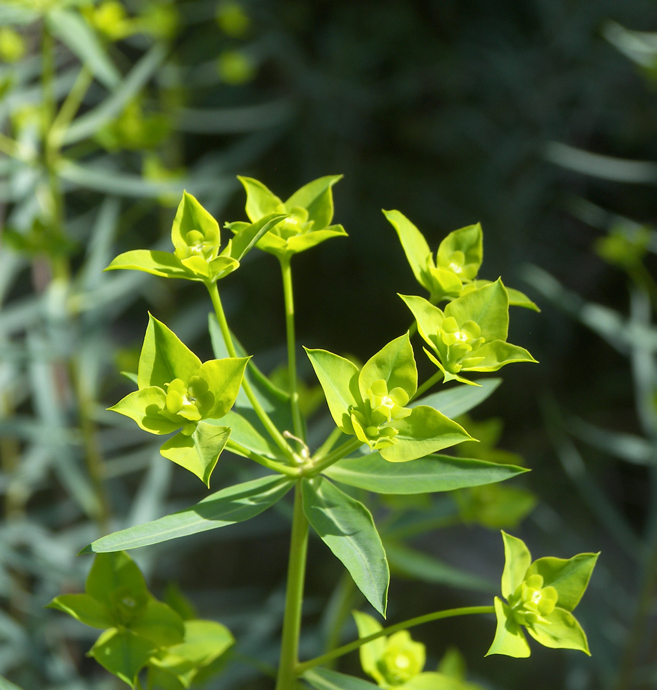 Изображение особи Euphorbia orientalis.