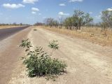 род Acacia. Вегетирующее растение. Австралия, северо-западный Квинсленд, возле трассы Burke Developmental Rd (№ 83), южнее г. Нормантон. Конец сухого сезона (сезон gurreng). 11.10.2009.