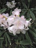 Rhododendron minus. Верхушка побега с соцветием. ФРГ, Нижняя Саксония, Ольденбург, ботанический сад Ольденбургского университета, в культуре. 7 апреля 2007 г.