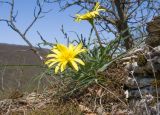 род Tragopogon. Цветущее растение. Краснодарский край, м/о г. Новороссийск, гора Рябкова, ≈ 500 м н.у.м., скальное обнажение, на моховой подушке. 19.04.2020.