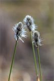 Eriophorum vaginatum. Верхушки побегов с соцветиями. Ленинградская обл., Лужский р-н, окр. оз. Бахманское, окраина болота Машутинский Мох на границе с сосновым бором. 01.05.2021.