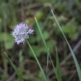 Allium strictum