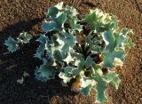 Eryngium maritimum