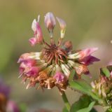 Trifolium hybridum. Соцветие. Краснодарский край, Крымский р-н, станица Неберджаевская, приусадебный участок, сорное. 07.06.2022.