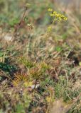 Peucedanum tauricum