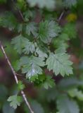 род Crataegus