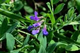 Lathyrus japonicus подвид pubescens. Соцветие и основания листьев. Курильские о-ва, о-в Итуруп, окр. мыса Угольный, окраина песчаного пляжа. 22.08.2023.