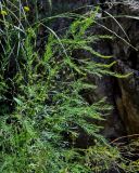 genus Asparagus. Верхушка плодоносящего растения. Грузия, Самцхе-Джавахети, пещерный монастырь Вардзиа, у подножия скалы. 13.06.2023.