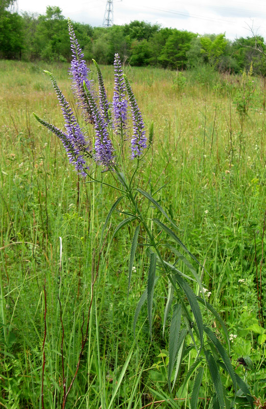 Изображение особи Veronica longifolia.