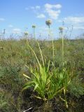 Allium nutans