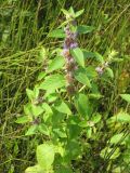 Mentha canadensis. Верхушка цветущего растения. Приморский край, г. Находка, оз. Лебяжье, болото. 21.08.2011.