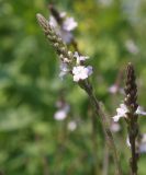 Verbena officinalis. Соцветие с цветками и завязавшимися плодами. Окр. Томска, собственный питомник, в культуре. 30 июня 2011 г.