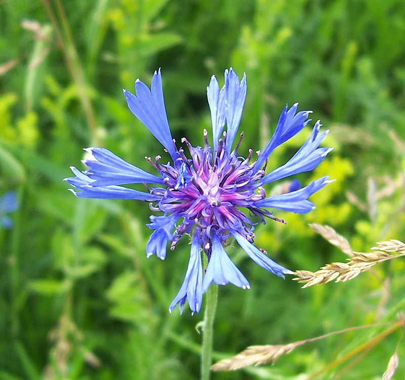 Изображение особи Centaurea cyanus.