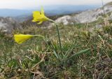 Narcissus asturiensis