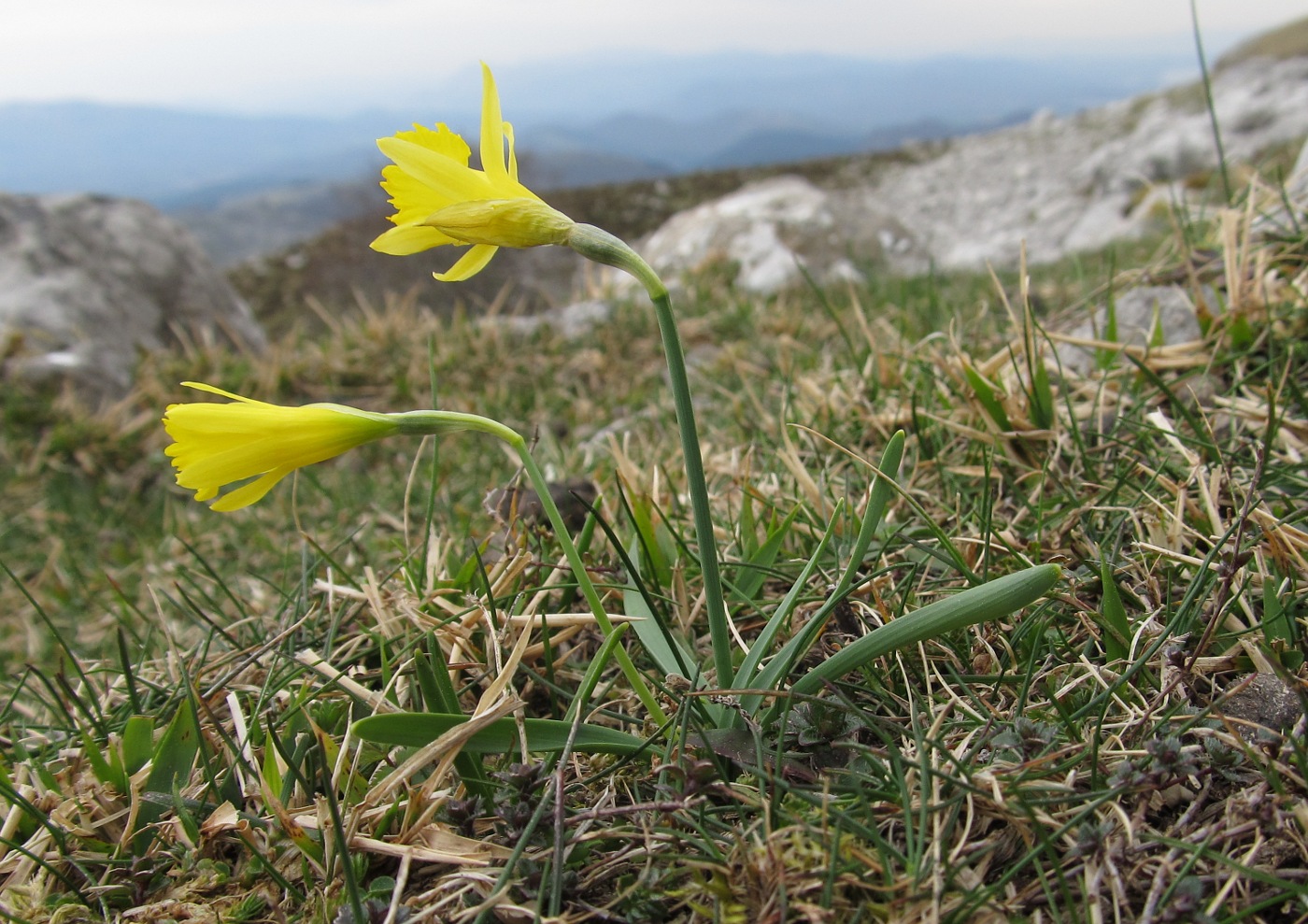 Изображение особи Narcissus asturiensis.