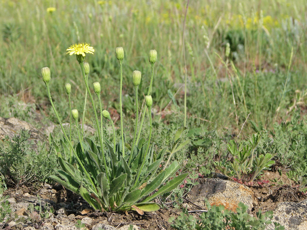 Изображение особи Leontodon biscutellifolius.