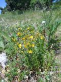 Hypericum subspecies alpestre