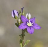 Legousia speculum-veneris