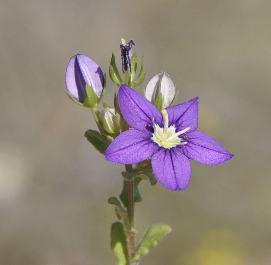 Изображение особи Legousia speculum-veneris.