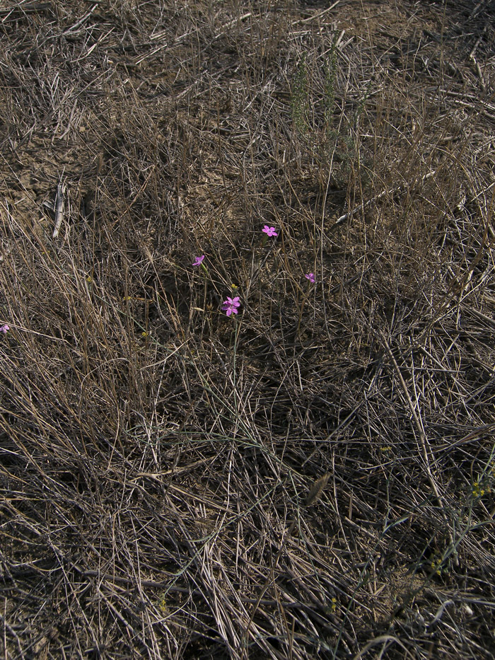 Image of Dianthus bicolor specimen.