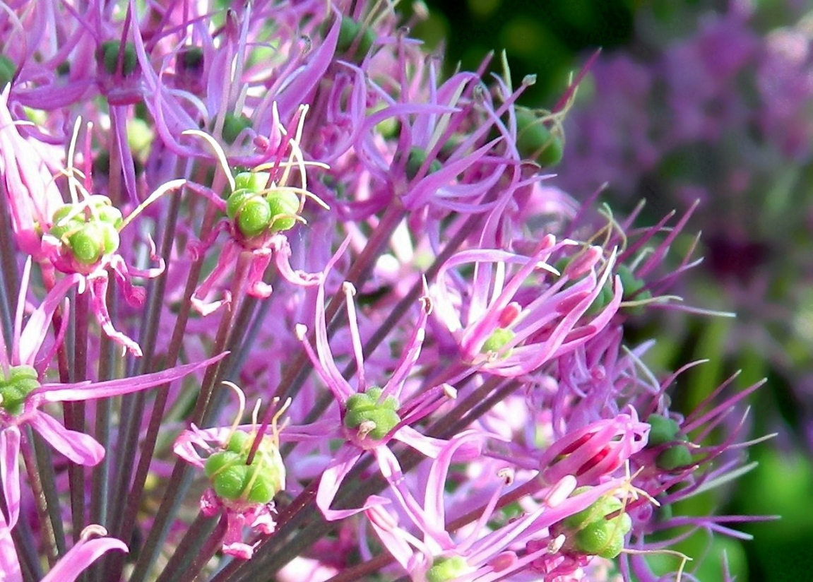 Изображение особи Allium rosenorum.