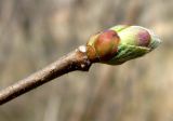 Corylus avellana