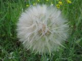 Tragopogon подвид major