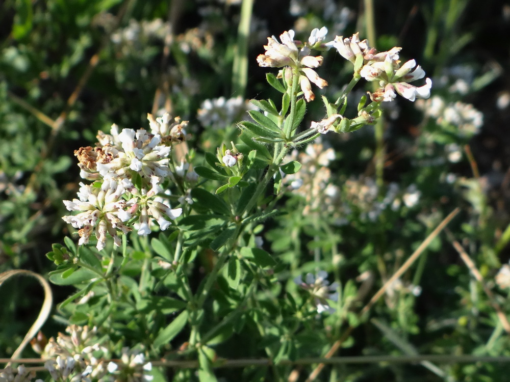 Изображение особи Dorycnium herbaceum.