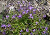 Campanula garganica