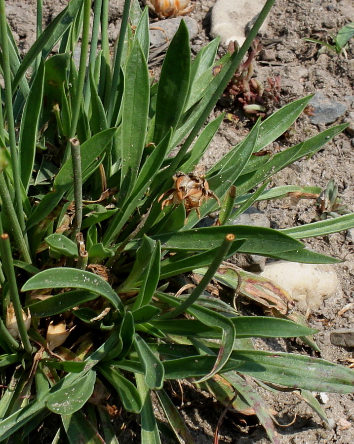Image of Armeria majellensis specimen.