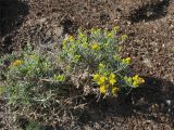 Schizogyne sericea. Цветущее растение. Испания, Канарские острова, Гран Канария, мыс Punta de Arinaga, прибрежные скалы. 26.02.2010.