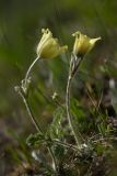 Pulsatilla albana