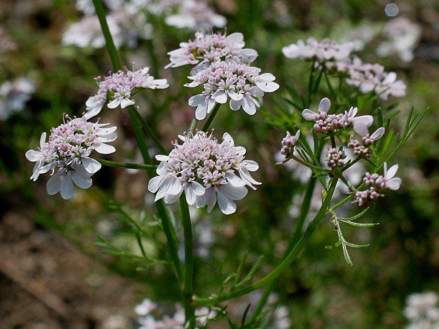 Изображение особи Coriandrum sativum.