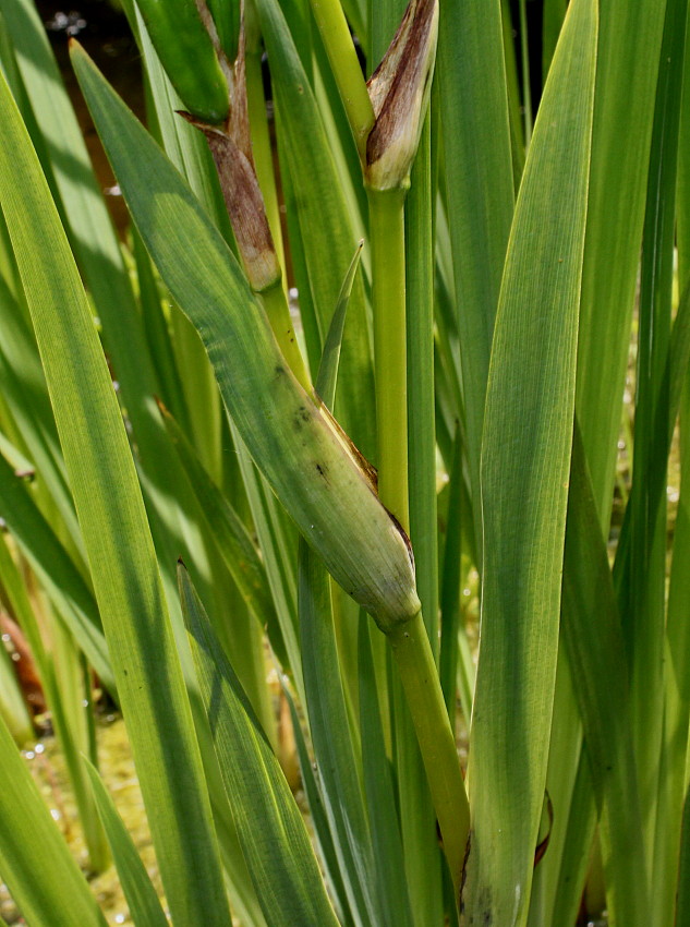 Изображение особи Iris pseudacorus.