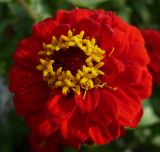 Zinnia elegans