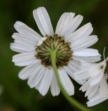 Tripleurospermum subpolare. Обёртка корзинки. Архангельская обл., Беломорско-Кулойское плато, окр. Мудьюгских озёр, у дороги. 05.08.2014.