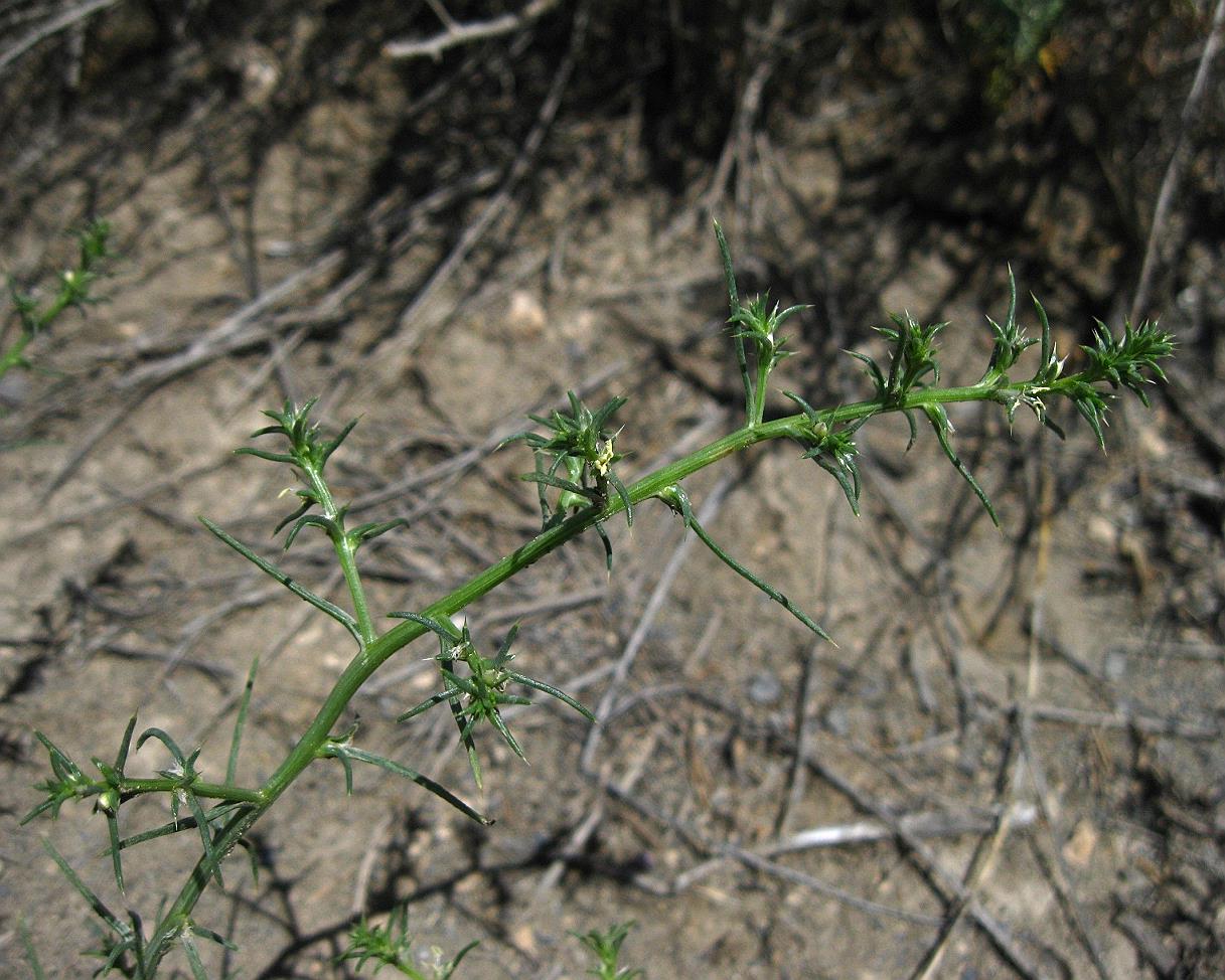 Изображение особи Salsola tamamschjanae.