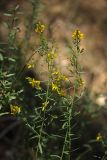 Genista tinctoria. Побеги с соцветиями. Белгородская обл., окрестности с. Хотмыжск, просека в сосняке. 02.07.2009.