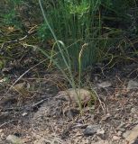 Allium pallasii