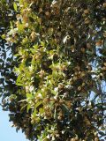 Lagunaria patersonia. Ветви с плодами. США, Калифорния, Санта-Барбара, в городском озеленении. 18.02.2014.