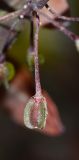 Dodonaea viscosa. Зреющий плод; var. purpurea. Израиль, Шарон, пос. Кфар Шмариягу, в культуре в озеленении. 18.02.2015.