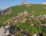 Asperula supina