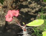 Euphorbia splendens. Верхушка побега с соцветиями. Владивосток, Ботанический сад-институт ДВО РАН. 5 июля 2015 г.
