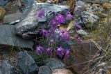 Dianthus superbus. Цветущее растение. Юго-Восточный Алтай, Курайский хребет, долина реки Курайки. Конец июля 2008 г.